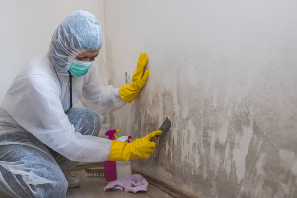 Best Mold Damage Repair  in Cross City, FL