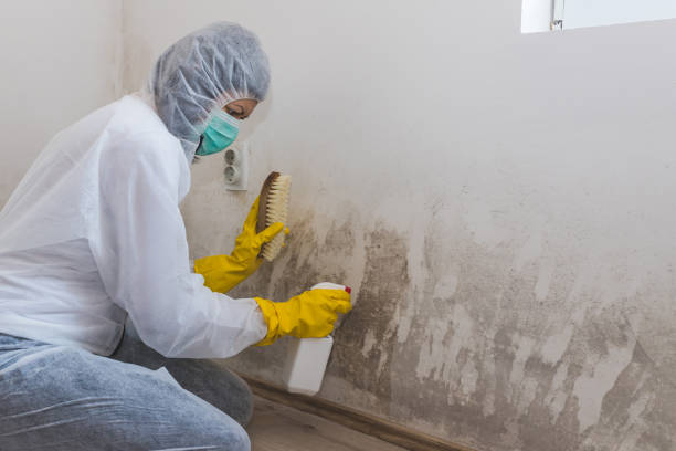 Best Crawl Space Mold Removal  in Cross City, FL