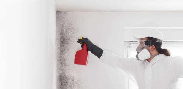 Best Commercial Mold Removal  in Cross City, FL