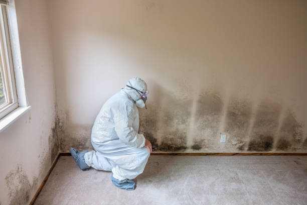 Best Emergency Mold Removal  in Cross City, FL