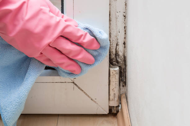 Office Mold Removal Services in Cross City, FL