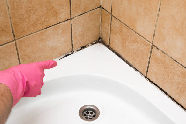 Best Residential Mold Removal  in Cross City, FL